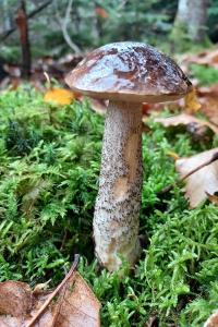 <i>Leccinum scabrum</i>