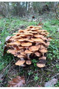 <i>Armillaria mellea</i>