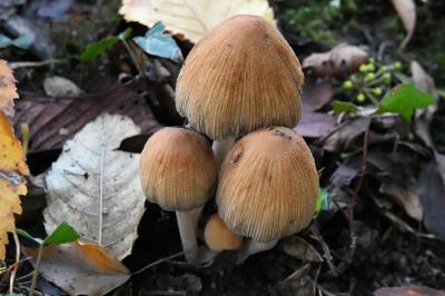 <i>Coprinellus</i>