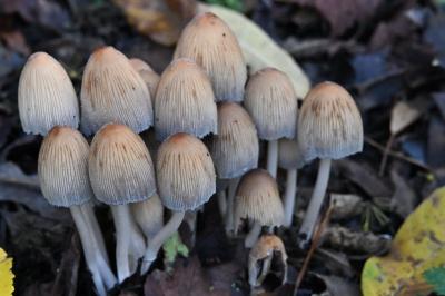 <i>Coprinellus</i>