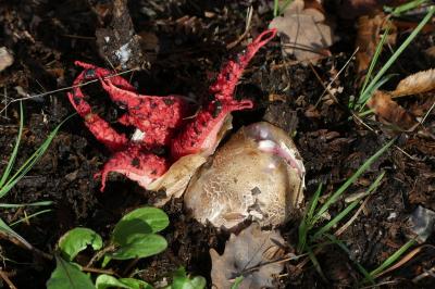 <i>Clathrus archeri</i>