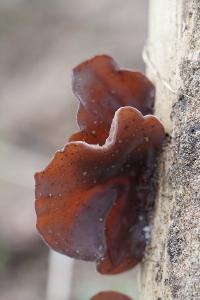 <i>Auricularia auricula-judae</i>