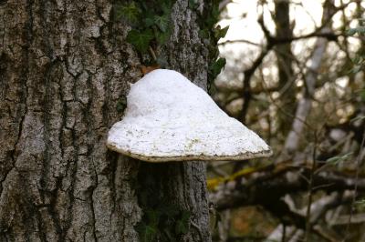 <i>Fomes fomentarius</i>