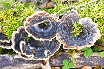 Trametes versicolor