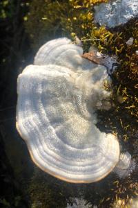 <i>Trametes hirsuta</i>