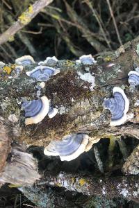 <i>Trametes versicolor</i>