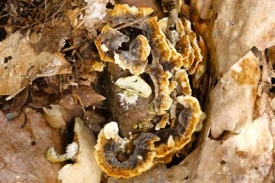 <i>Trametes versicolor</i>