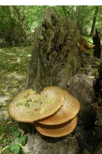 <i>Polyporus squamosus</i>