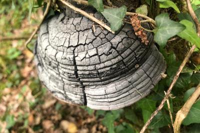 <i>Fomes fomentarius</i>