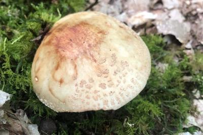<i>Amanita rubescens</i>