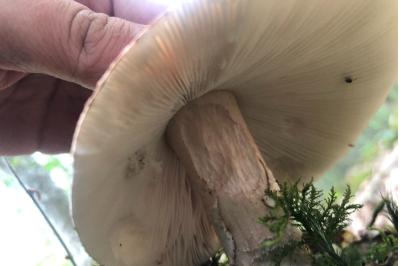 <i>Amanita rubescens</i>