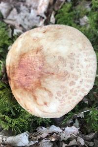 <i>Amanita rubescens</i>