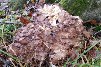 <i>Dendropolyporus umbellatus</i>