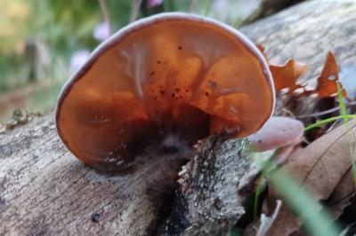 <i>Auricularia auricula-judae</i>
