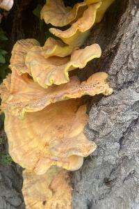 <i>Laetiporus sulphureus</i>