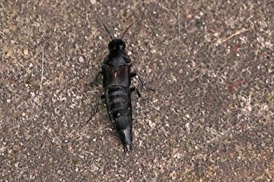 <i>Quedius dilatatus</i>