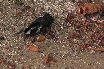 <i>Quedius dilatatus</i>