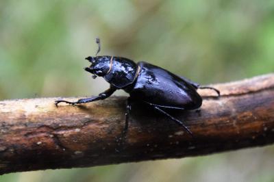<i>Lucanus cervus</i>