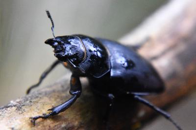 <i>Lucanus cervus</i>