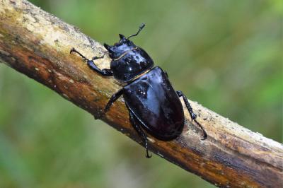 <i>Lucanus cervus</i>