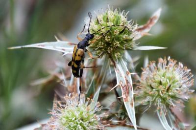 <i>Rutpela maculata</i>