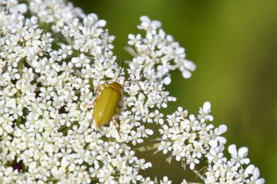 <i>Cteniopus sulphureus</i>