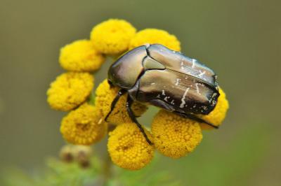 <i>Potosia cuprea</i>