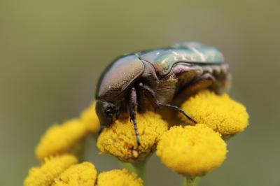 <i>Potosia cuprea</i>