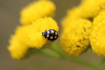 <i>Coccinula quatuordecimpustulata</i>