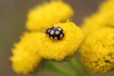 <i>Coccinula quatuordecimpustulata</i>