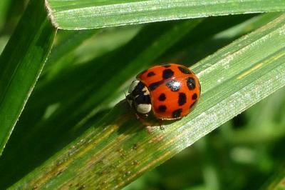 <i>Harmonia axyridis</i>