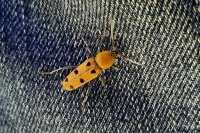 <i>Chlorophorus glabromaculatus</i>