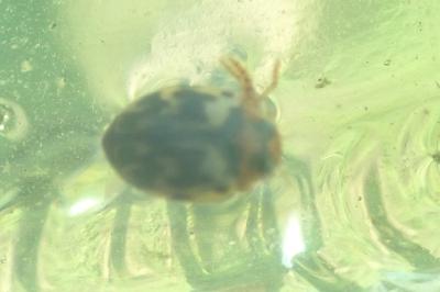<i>Hyphydrus aubei</i>