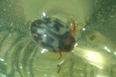 <i>Hyphydrus aubei</i>