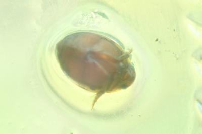 <i>Hyphydrus aubei</i>