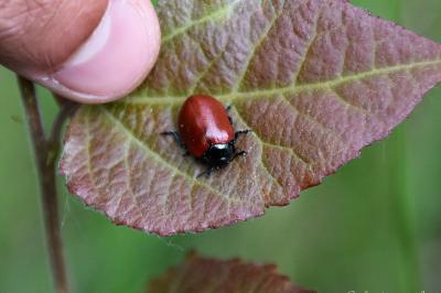 <i>Chrysomela</i>