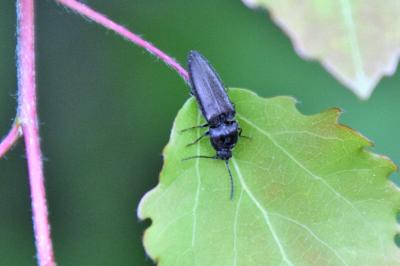 <i>Cidnopus pilosus</i>