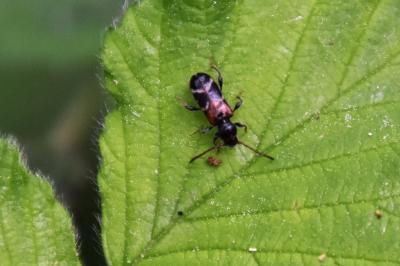 <i>Poecilium alni alni</i>