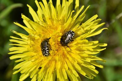 <i>Oxythyrea funesta</i>