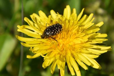 <i>Oxythyrea funesta</i>