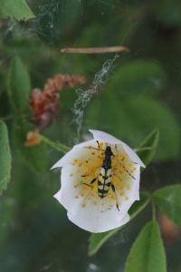 <i>Rutpela maculata</i>