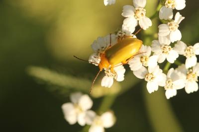 <i>Cteniopus sulphureus</i>