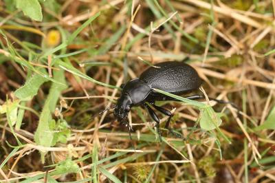 <i>Carabus coriaceus</i>