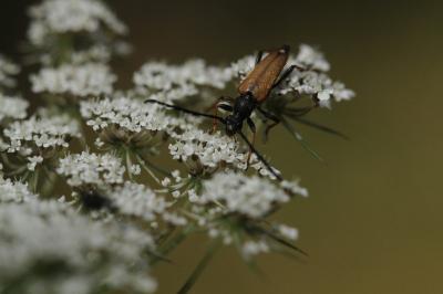 <i>Stictoleptura fulva</i>