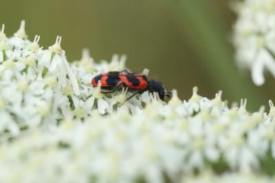 <i>Trichodes alvearius</i>