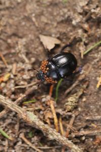 <i>Anoplotrupes stercorosus</i>