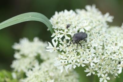 <i>Oxythyrea funesta</i>