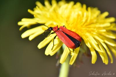 <i>Pyrochroa coccinea</i>