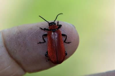 <i>Pyrochroa coccinea</i>