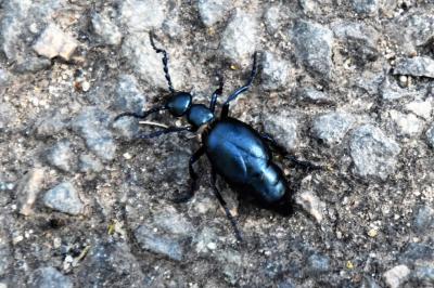 <i>Meloe violaceus</i>